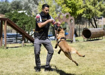 ABB’nin K9 ekipleri Başkent'te görev başında