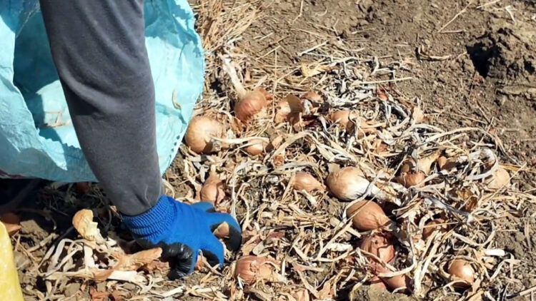 Coğrafi işaretli Tekirdağ soğanında hasat başladı