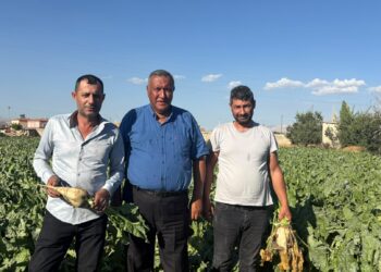 Pancar üreticisi fiyat bekliyor, çiftçinin beklentisi en az 4 bin lira