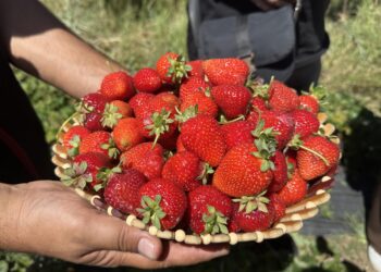 Hobi olarak çilek yetiştiriciliğine başladı, hibe desteğiyle üretim alanını artırdı