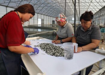 Muğla'dan dünyaya 'yavru balık' ihracatı