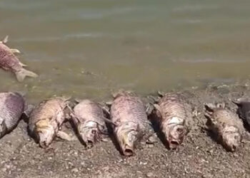 Tekirdağ'da gölette balık ölümleri dikkat çekti: İnceleme başlatıldı