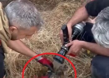 Lice kırsalında örtü yangını
