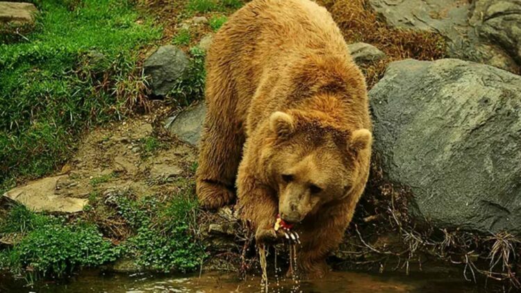 Karadeniz’de popülasyonu artan ayılar için uzmanından ‘önlem alınmalı’ uyarısı