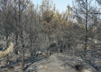 Aydın'daki orman yangını 4'üncü gününde