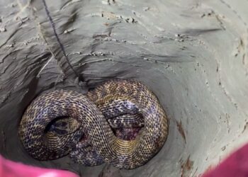 Bursa'da otomobilin motoruna giren yılan itfaiye ekipleri tarafından çıkarıldı