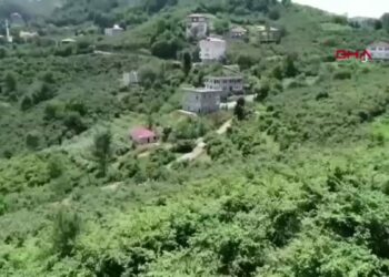 Fındık hasadında sinsi tehlike; organik tozlar alerjiyi tetikliyor