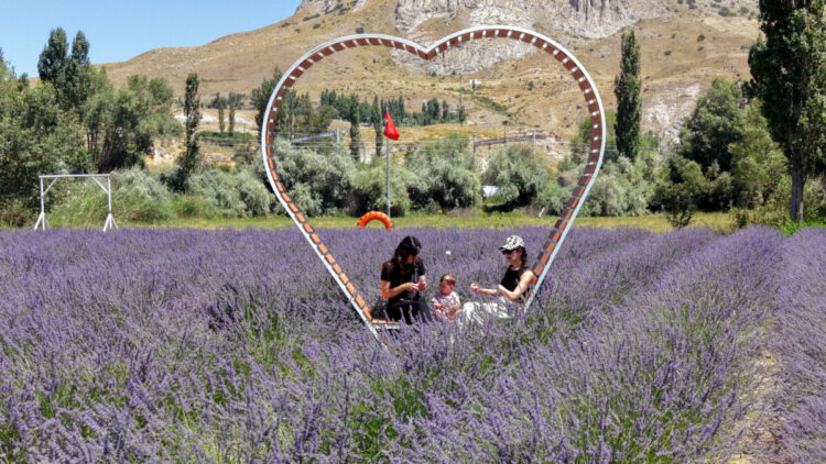 Emeklilikte yaşadığı boşluğu lavanta bahçesi ile doldurdu