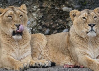 Japonya'da aşırı sıcaklar nedeniyle 3 aslan öldü