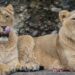 Japonya'da aşırı sıcaklar nedeniyle 3 aslan öldü