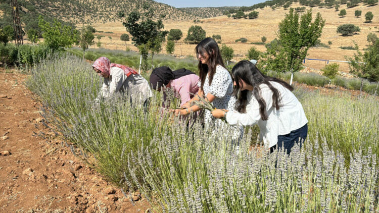 40 yıldır atıl duran arazi, kadınların emeğiyle lavanta bahçesine dönüştü