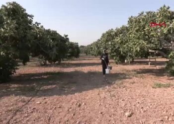 Bardacık inciri Torbalı'da toplanmaya başladı