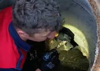 Rögara düşen kedi itfaiye ekibi tarafından kurtarıldı