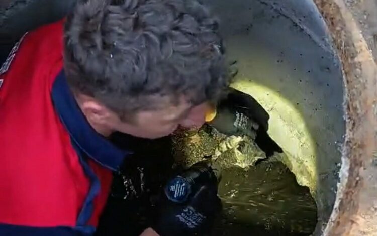 Rögara düşen kedi itfaiye ekibi tarafından kurtarıldı