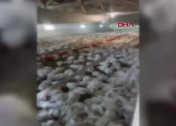 Çiftliğin havalandırması arızalanınca 4 bin tavuk öldü