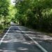 'Ağaç tünel yol'da seyrine doyumsuz manzara