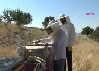 Gercüş’te arıcılar son 10 yılın en iyi bal hasadını bekliyor