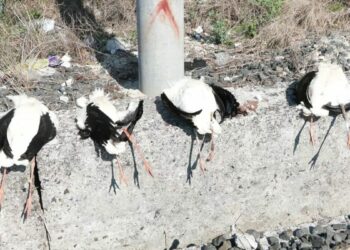 Göç yolunda akıma kapılan 52 leylek öldü