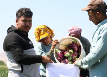 Kayseri'nin coğrafi işaretli Yamula patlıcanında hasat başladı
