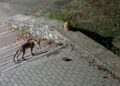 Parkta tilki, kedi ve kirpinin karşılaşması kamerada