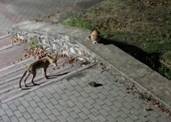 Parkta tilki, kedi ve kirpinin karşılaşması kamerada
