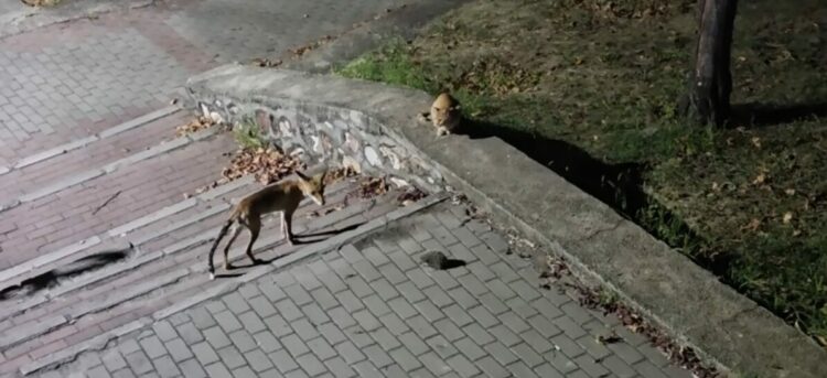 Parkta tilki, kedi ve kirpinin karşılaşması kamerada