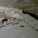 Parkta tilki, kedi ve kirpinin karşılaşması kamerada