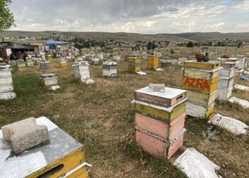 Kars’ta arıcılardan dolu ve fırtınaya karşı ‘taşlı’ önlem