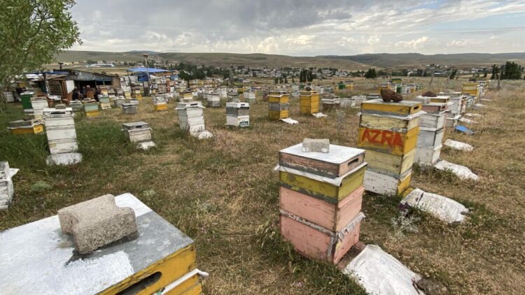Kars’ta arıcılardan dolu ve fırtınaya karşı ‘taşlı’ önlem