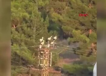 Leyleklerin elektrik direğinde akıma kapılıp öldüğü anlar kamerada