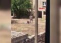 85 yaşındaki annesini sopa ile dövdü; o anlar kamerada