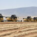 Hasada başlayan Ulaş TİGEM'de tritikale üretiminde rekor beklentisi