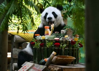 Çin’de dev panda Xing Mei’nin 15’inci doğum günü kutlandı