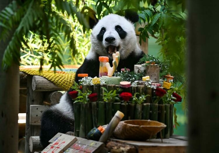 Çin’de dev panda Xing Mei’nin 15’inci doğum günü kutlandı