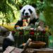 Çin’de dev panda Xing Mei’nin 15’inci doğum günü kutlandı