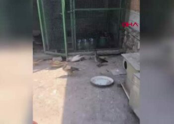 Edirne’de çiftlikte yabani 257 kanatlı kuş ele geçirildi