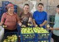 Mersin'de incir hasadı başladı; kilosu 150 lira