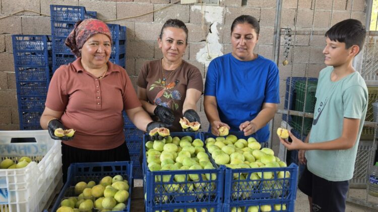 Mersin'de incir hasadı başladı; kilosu 150 lira