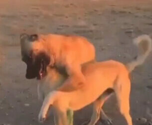 Aksaray'da köpek dövüştüren 3 kişiye 39 bin lira ceza