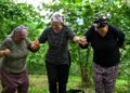 Karadeniz'de horonlu türkülü fındık hasadı