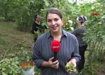 Karadeniz’de horonlu türkülü fındık hasadı