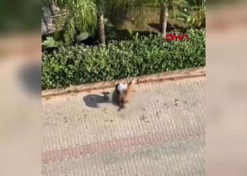 Ağızlıksız gezdirilen pitbull, kediyi öldürdü; sahibi, 'polisi aramayın' dedi