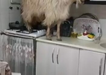 Mutfağa giren keçi tezgahın üzerine çıktı