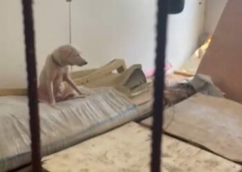 Pire istilasına neden olan hayvanların tutulduğu ortama ait görüntüler ortaya çıktı
