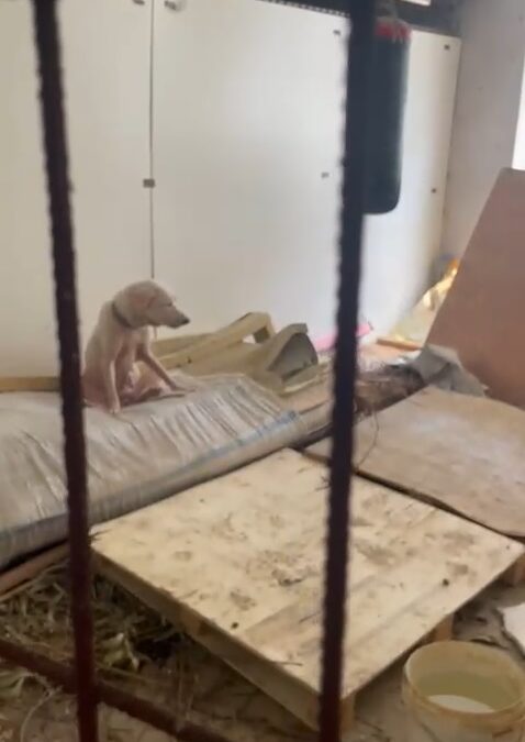 Pire istilasına neden olan hayvanların tutulduğu ortama ait görüntüler ortaya çıktı