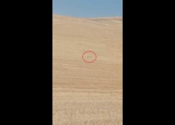 Koyun sürüsüne kurt saldırdı