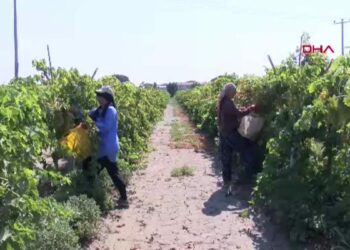 Türkiye'nin üzüm ambarı Manisa'da yılın ilk hasadı başladı