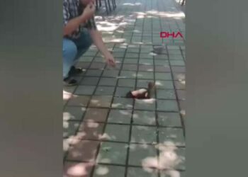 Çay bahçesinde yanına gelen sincap ve kumruyu çekirdekle besledi