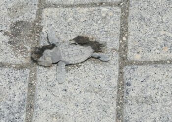Yönlerini şaşıran yeşil deniz kaplumbağaları, araçların altında kalıp öldü