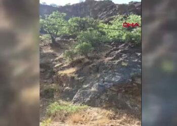 Tunceli'de yaban keçileri beslenirken görüntülendi
